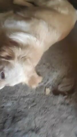 A close-up shot focuses on the face of a light-colored dog, possibly a golden retriever, lying on a rough, gray surface. The dog's head is tilted downwards, and its eye is partially closed, giving it a sad or tired expression. The background is blurred, but appears to be a dirt or gravel-covered area. The video is very short, consisting of only a few seconds of the dog's face.