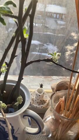 A close-up shot shows a bee on a windowsill, next to a ceramic pot with budding branches.  The pot is blue and white and filled with water.  The bee is dark-colored and crawls on the white painted windowsill, near a small polka-dotted candle holder. There's a glass filled with straw-like objects and several walnuts to the right.  A grimy window is behind the objects, showing an out-of-focus scene of buildings and patches of snow.  The camera pans up, obscuring the lower objects with the branches, and ends facing toward the window, which is now bright from the sun.