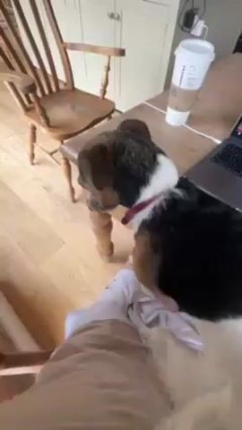 A video shows a dog standing next to a person seated at a table. The dog has a black back, brown head, and white collar. It’s wearing a pink collar. The person is wearing light-colored shorts. The table is wooden and has a laptop and Starbucks cup on it. A wooden chair sits next to the table. The dog sneezes directly towards the camera. The room has hardwood floors and white cabinets.