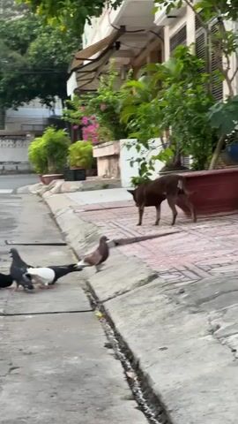 A flock of pigeons are gathered on a paved surface, pecking at food. A small, brown dog stands on a curb to the right of the frame, observing the pigeons. In the background, there is a street with a white SUV parked on the left and buildings with trees and plants. The scene appears to be outdoors in a residential or urban area.
