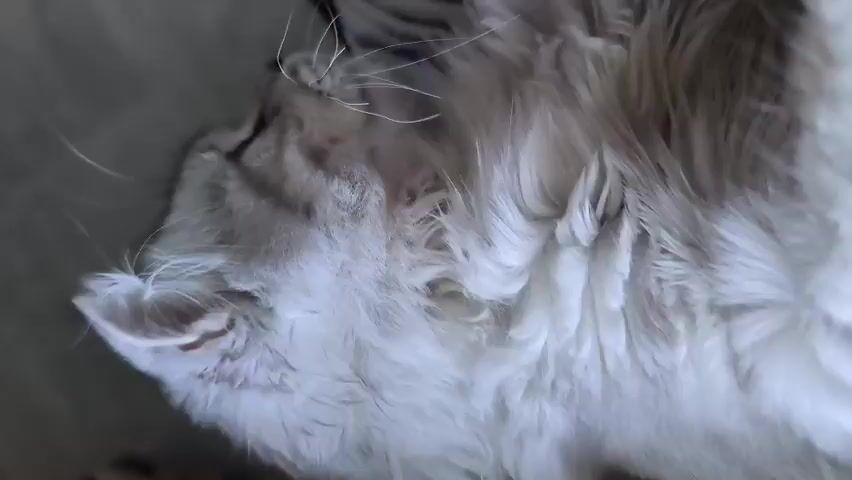 This is a close-up video of a cat's face. The cat is lying on its back, with its head tilted upwards. Its eyes are open and looking at the camera. The cat has long, fluffy grey fur with darker stripes. The video focuses on the cat's face, with its whiskers and ears visible. The background is blurry and out of focus.