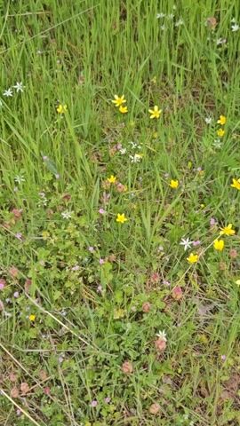 This close-up shot captures a vibrant patch of wildflowers growing amidst tall green grass. The dominant features are numerous small yellow flowers, resembling buttercups or celandine, scattered throughout the frame. Interspersed among them are delicate white, star-shaped flowers and tiny pinkish-purple blossoms, adding splashes of contrasting color.

The grass is lush and green, indicating a healthy, well-watered environment. Some of the grass blades appear slightly taller, creating a natural, untamed look. The ground beneath the foliage is not clearly visible but seems to be a mix of soil and decaying plant matter, typical of a natural field or meadow. The overall impression is one of a flourishing spring or early summer landscape in Drenkovo, Bulgaria, with a rich diversity of small flora. The lighting suggests it is daytime, likely a bright but possibly overcast day, providing soft, even illumination. There are no people or man-made objects visible, focusing entirely on the natural beauty of the scene.