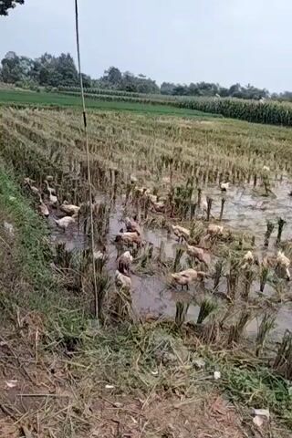 The video shows a flock of ducks foraging in a flooded rice paddy field. The rice stalks have been harvested, leaving behind stubble and water. The ducks are distributed throughout the field, some are submerged in the water while others are partially visible amongst the stubble. The environment is rural, with green vegetation and trees in the background. The sky is overcast, suggesting a cloudy or rainy day. There are no people visible in the video. The overall impression is one of agricultural activity and animal husbandry.