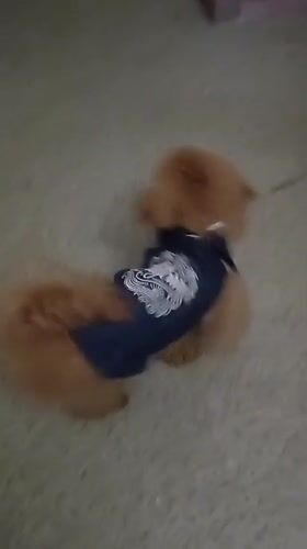 Toy poodle in blue vest walks through Kyiv hallway