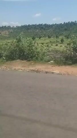 The video shows a view from a vehicle moving along a dirt road. The landscape is rural and consists of rolling hills covered in sparse vegetation and trees. In the distance, a herd of animals, possibly cattle, can be seen grazing in a grassy field. The sky is partly cloudy. The camera appears to be handheld and mounted inside the vehicle, offering a glimpse of the car's interior in the latter part of the clip.