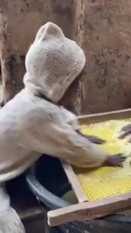 Two people are using their hands to push a yellow, liquidy substance through a yellow plastic grate inside of a wooden frame. The frame is positioned over a large, black basin. One person is wearing a white knit hat and a matching white robe. The other person’s arms are visible, wearing dark clothing. The surrounding area appears to be an outdoor work space, with walls built out of tan-colored stone and an open doorway.