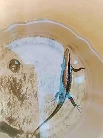 A lizard is shown in a bucket of water. The lizard appears to be struggling to stay afloat. It is a medium-sized lizard with a brown and green body and a long tail. The water is murky and there are some debris at the bottom of the bucket. The lizard moves its legs in an attempt to swim but it is not successful. It appears to be drowning.