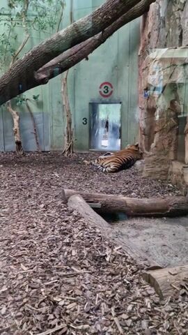 A tiger is lying down in an enclosure with its back to the viewer. The enclosure has wood chip ground cover and some small tree trunks. A door with a transparent curtain is in the back of the enclosure, labeled with the number 3. A second tiger walks out of the door and into the enclosure.