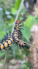 Striped caterpillars spotted on plant stem in Nigeria