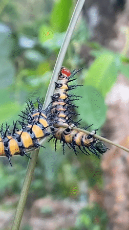 Striped caterpillars spotted on plant stem in Nigeria