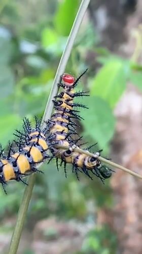 Striped caterpillars spotted on plant stem in Nigeria