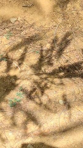 The video shows a patch of dry ground covered in small twigs and bits of leaf litter. Some sparse greenery is also visible. The shadow of a bicycle is cast on the ground. A leafy branch with small leaflets is waved into the frame, partially obscuring the view.