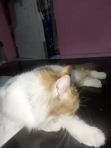 The video shows a fluffy cat with white and orange fur lying on a dark, shiny surface, possibly a table. The cat is grooming its paw, with its head bent down towards its paw. In the background, a pink wall is visible, and a vertical tiled surface, possibly a door or a cabinet, is on the left. The lighting appears dim, suggesting it might be indoors or at dusk. The cat's tail is resting to its right, and its hind legs are visible behind it.