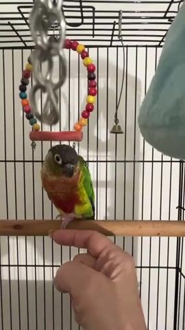 A human hand is shown interacting with a green-cheeked conure parrot that is perched on a wooden dowel inside a birdcage. The parrot is primarily green with some red and yellow markings on its chest and a grey head. The hand is positioned below the parrot, and the person's index finger is extended towards the parrot's foot. The parrot is looking at the finger and appears to be responding to it. The background consists of the black bars of the birdcage, a colorful wooden bead toy hanging above, and a glimpse of a light blue hanging toy or bedding to the right. The interaction suggests training or bonding between the human and the bird.