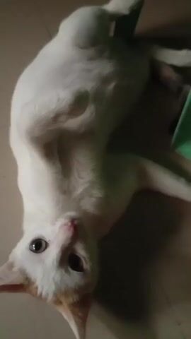 A white cat is shown in a video. The cat is lying on its back on a tiled floor, with its paws in the air. The cat is looking up at the camera with its eyes wide open. In some frames, the cat is moving its paws, possibly playing or trying to get up. The background is blurry, but it appears to be an indoor setting with some green objects visible. The lighting is dim.