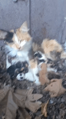 Calico cat with newborn kittens in dry leaves, Azerbaijan