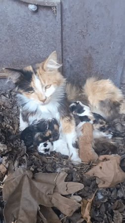 Calico cat with newborn kittens in dry leaves, Azerbaijan