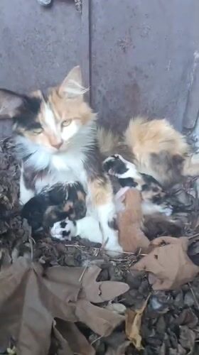 Calico cat with newborn kittens in dry leaves, Azerbaijan