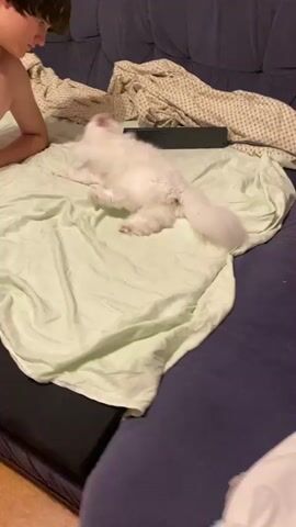 The video shows a fluffy white cat on a bed. A person is partially visible on the left side of the screen. The cat is in motion, appearing to be playing or moving around on the bedspread. The bed is covered with a light green sheet and a patterned blanket. A dark object, possibly a remote control or electronic device, is on the blanket. The scene is indoors, with a purple couch visible in the background. The camera perspective shifts, capturing the cat from different angles as it moves. The final frame shows the cat on top of the purple couch.