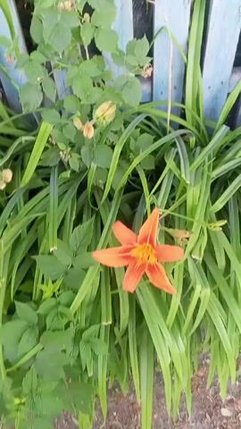 A close-up video shows an orange lily blooming in front of a wooden fence. The lily has six petals and is surrounded by green foliage. The video is shot from a handheld perspective, with slight camera shake. The lighting is natural, suggesting it was filmed outdoors during the day. The background is blurred, focusing attention on the flower.