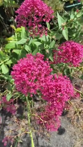 A close-up shot captures a cluster of vibrant pink flowers, likely Red Valerian (Centranthus ruber). The flowers are densely packed, forming corymb-like inflorescences. Their color is a deep, rich pink, with individual florets being small and star-shaped. Surrounding the flowers are green leaves, some of which are slightly out of focus. The background shows hints of other foliage and a blurry, textured surface that appears to be soil or gravel. The lighting suggests it is daytime, with sunlight illuminating the scene. The camera pans slightly, shifting the focus between different clusters of flowers and some dried, brown plant matter in the foreground, giving a sense of movement and depth.