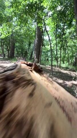 The video shows a low-angle, rapidly forward-moving perspective from atop a fallen tree trunk in a wooded area. The trunk appears light brown and weathered, with some patches of lichen. The surrounding environment consists of green trees with abundant foliage and a dirt ground visible beneath the trees. The lighting is bright, suggesting a sunny day. There are no people or animals visible in the frame. The camera’s movement is unstable, resembling a ground-level point of view traversing the length of the log.