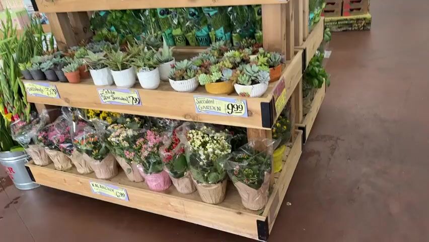 This video shows a display of plants in a store. On the top shelf, there are several succulents in small pots. Some are white, and others are colorful. The succulents are arranged in rows. Below this shelf, there are two shelves filled with blooming flowers. The flowers are in individual pots, wrapped in paper or plastic. There are various colors of flowers, including pink, red, and yellow. In the background, there are more plants and store shelves with products. The overall environment appears to be a garden center or a grocery store with a floral section. There are no people visible in the video.