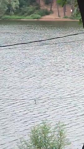 A video shows a body of water with ripples. In the foreground, there are black wires and green foliage. In the background, there is a shoreline with trees and a sandy area. The water surface is disturbed, indicating movement.
