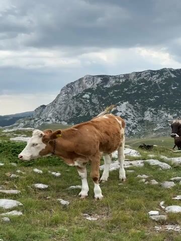 A brown and white calf stands in a grassy field with scattered rocks. In the background, a dark-colored bull with horns is visible, facing the camera. The landscape includes rolling hills and a rocky mountain under a cloudy sky. The camera zooms in on the bull.