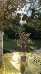 Krefeld garden in summer: flowers, squirrels, and quiet details