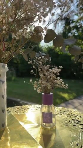 Krefeld garden in summer: flowers, squirrels, and quiet details