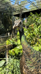 Woman feeds exotic birds at Indonesian aviary park