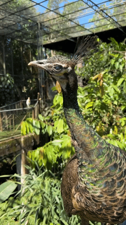 Woman feeds exotic birds at Indonesian aviary park