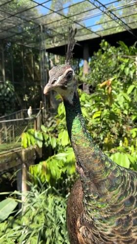 Woman feeds exotic birds at Indonesian aviary park