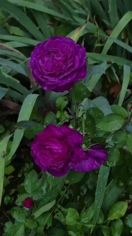 The video shows a close-up view of two purple roses with water droplets on their petals, set against a backdrop of green foliage. The lighting is soft, suggesting an overcast or shaded environment. The camera is mostly static, with slight movements that might indicate manual operation or a handheld device. The focus is sharp on the roses, highlighting their intricate petal structure and the glistening water. A smaller, nascent rosebud is visible at the bottom left of the frame. The overall impression is one of natural beauty and a moment captured after a rain shower.