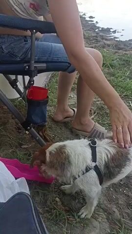 This media file captures a relaxed outdoor scene in Korotnoye, Moldova, likely during daylight hours. The primary subjects are a person and a dog. The person, seated in a portable camping chair, is partially visible, with their legs clad in denim shorts and their hand resting gently on the dog. The dog, a small terrier mix with white, brown, and tan fur, wears a black harness and is focused on drinking from a pink pet bowl placed on the ground.

The setting appears to be near a body of water, suggested by the faint glimpse of a shoreline with ripples in the background. The ground is covered in grass and dirt, indicating a natural, possibly park-like or lakeside environment. To the left of the camping chair, a red mug is visible in a holder, implying a leisurely outing. A dark-colored bag rests in the foreground, adding to the impression of an outdoor excursion.

The overall mood is calm and peaceful, with the person attending to the dog's needs. There are no discernible emotions beyond a sense of quiet companionship. The time of day is suggested by the natural lighting, which appears to be consistent with daytime. No visible text is present in the media file.