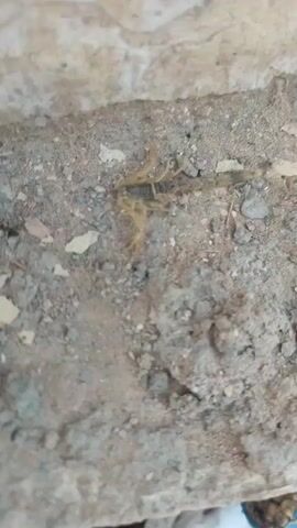 A scorpion is visible on a dirt and gravel surface. The scorpion is light brown and appears to be moving. The background is out of focus but suggests a rough, textured surface, possibly concrete or stone.