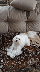 Fluffy white dog lounging on a rug at home