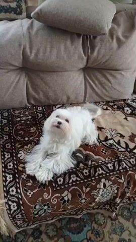 A small, white, fluffy dog lies on a patterned rug in front of a cushioned couch. The dog is looking up and appears to be panting with its tongue slightly out. The background shows the textured fabric of the couch and a pillow. The lighting is natural.