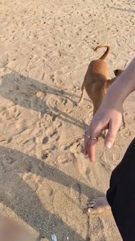 The video shows a dog on a sandy beach, with people visible in the background. The dog is a medium-sized, light brown dog with short hair. It is standing on the sand and looking around. A person, wearing a black garment, approaches and extends a hand toward the dog. The beach has visible footprints in the sand and overlooks a body of water. The horizon is visible in the background.
