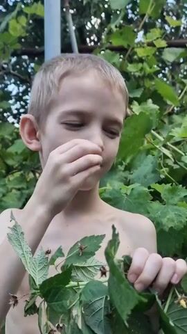 A young boy with blonde hair and fair skin, shirtless, is standing outdoors amidst green foliage. He is looking down and to his right, holding a leafy branch in his left hand and reaching towards it with his right hand, bringing something to his mouth. The boy's expression suggests he is tasting or eating something. The background consists of more greenery and a vertical pole. The lighting suggests it is daytime.