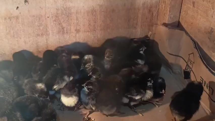 A group of black and brown chicks huddle together in a wooden enclosure. Some chicks have white markings on their chests and bellies. The chicks are crowded together, with some peeking out from under others. The enclosure appears to be a makeshift pen, with cardboard lining the walls. A light source, likely a heat lamp, illuminates the chicks from above, casting shadows on the enclosure walls. Some food scraps are visible on the floor in front of the chicks.