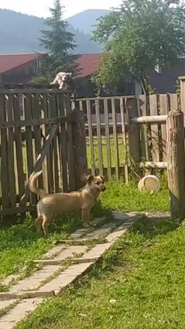 A light brown dog stands on a paved path in a grassy yard, facing a wooden fence. A smaller, white dog is perched on top of the fence, looking down at the brown dog. The yard is fenced with weathered wooden planks. Behind the fence, there are buildings and trees. The sun is shining, casting shadows.