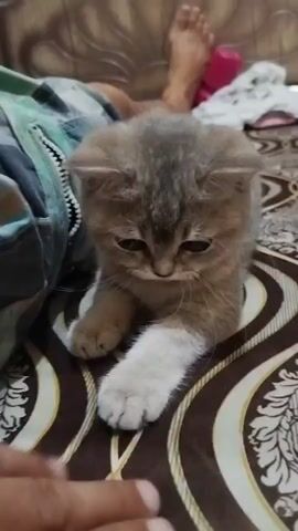 A hand reaches out to pet a kitten lying on a bed. The kitten is gray and white and appears to be a Scottish Fold. The kitten is looking down at the hand and seems to be interacting with it. The bed has a patterned blanket and a person's leg is visible in the background. The scene is indoors and appears to be in a bedroom. The lighting is dim.