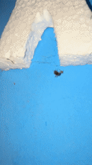 Beetle struggles upside down on surface in Tinaquillo, Venezuela