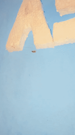 Beetle struggles upside down on surface in Tinaquillo, Venezuela