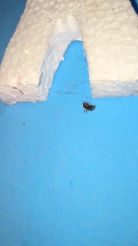 Beetle struggles upside down on surface in Tinaquillo, Venezuela