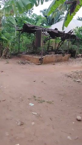 The video shows a dilapidated structure with a collapsed corrugated metal roof in a rural area. The structure is supported by metal posts set on a concrete foundation. Vegetation surrounds the structure. In the foreground is a dirt road or yard with some debris scattered on it. In the background, a white metal roof is visible. Banana trees are in the foreground, partially obscuring the view. There are no people visible. The camera is static.
