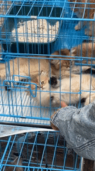 Street life, food stalls, and a pet market in Kunming