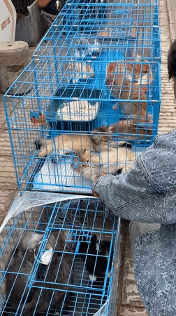 Street life, food stalls, and a pet market in Kunming